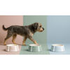 Ceramique, Pet Bowl 800 ml, ceramic, eucalyptus, small 10