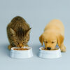 Ceramique, Pet Bowl 800 ml, ceramic, light blue, small 4