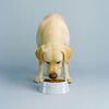 Ceramique, Pet Bowl 800 ml, ceramic, light blue, small 6