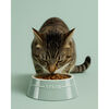 Ceramique, Pet Bowl 800 ml, ceramic, eucalyptus, small 4